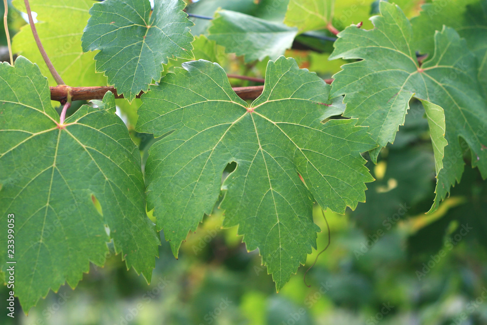 Close-Up of Grape Leaves Close-Up of Grape Leaves