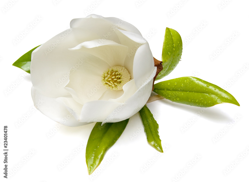 Fototapeta premium Magnolia Flower