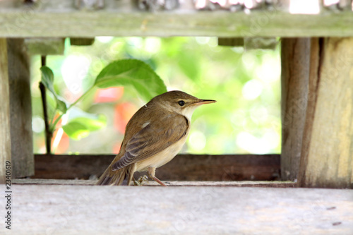 Singvogel