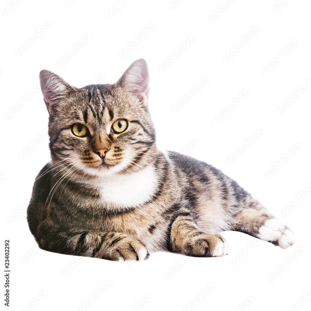 beautiful European cat lying on a white background