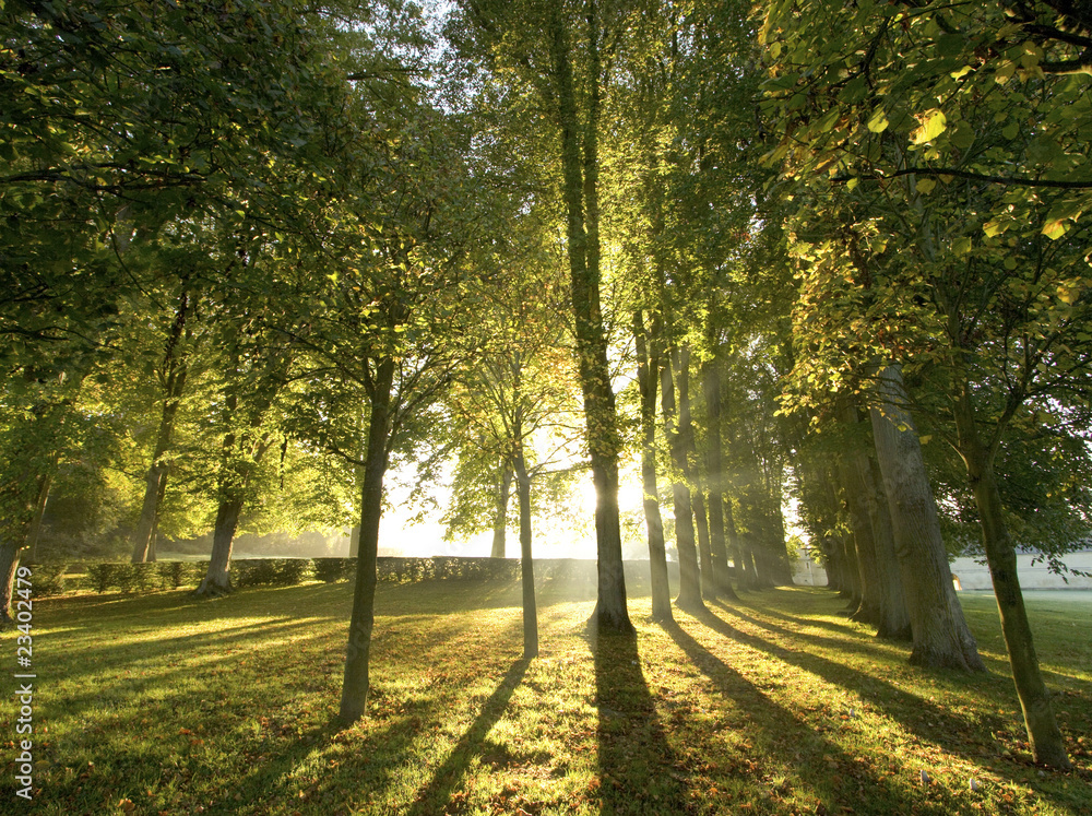 sous bois forêt lumière automne divine tronc arbre feuille lue