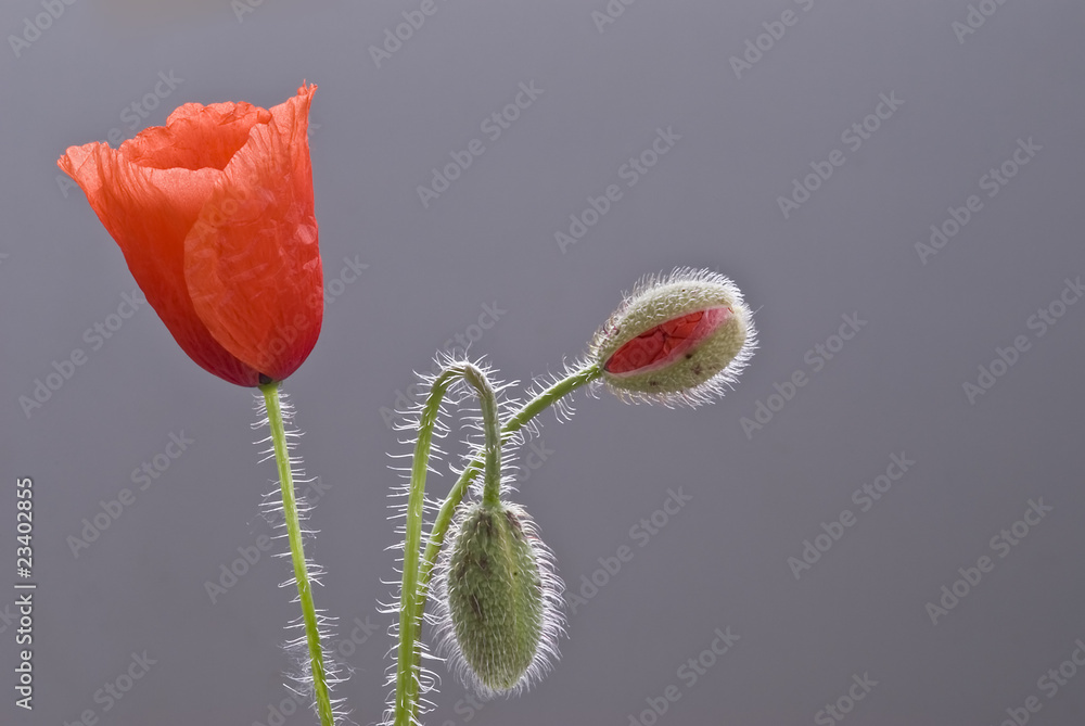 Naklejka premium Fases de florecimiento de la amapola.