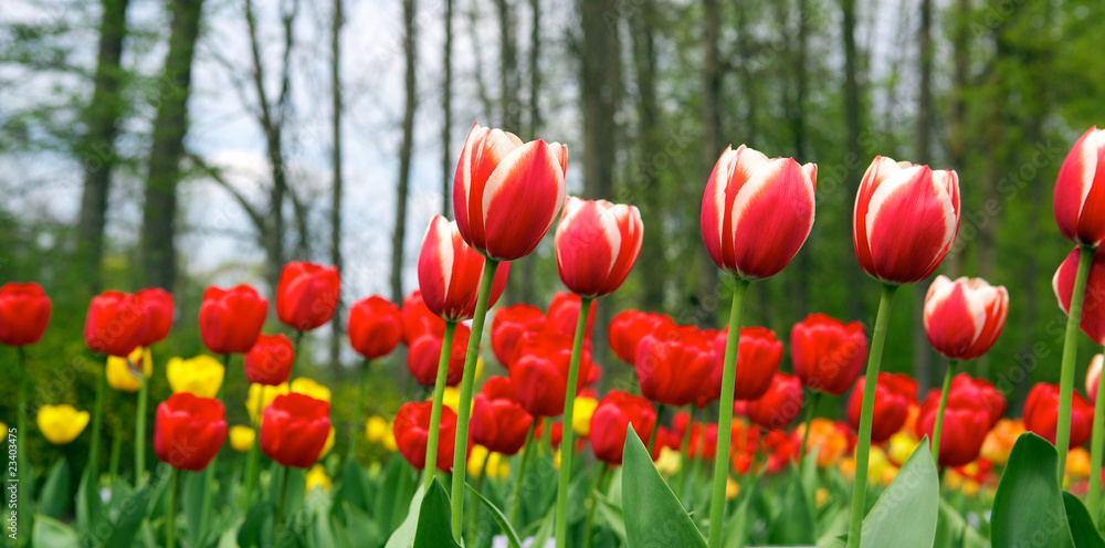 Obraz premium Tulips