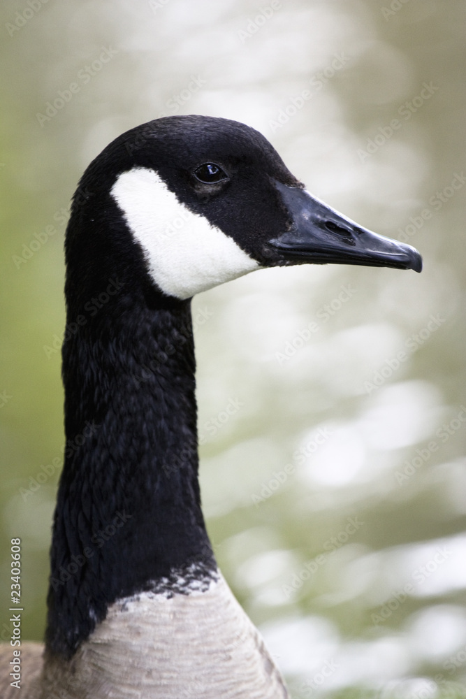 Obraz premium Goose Head Side View