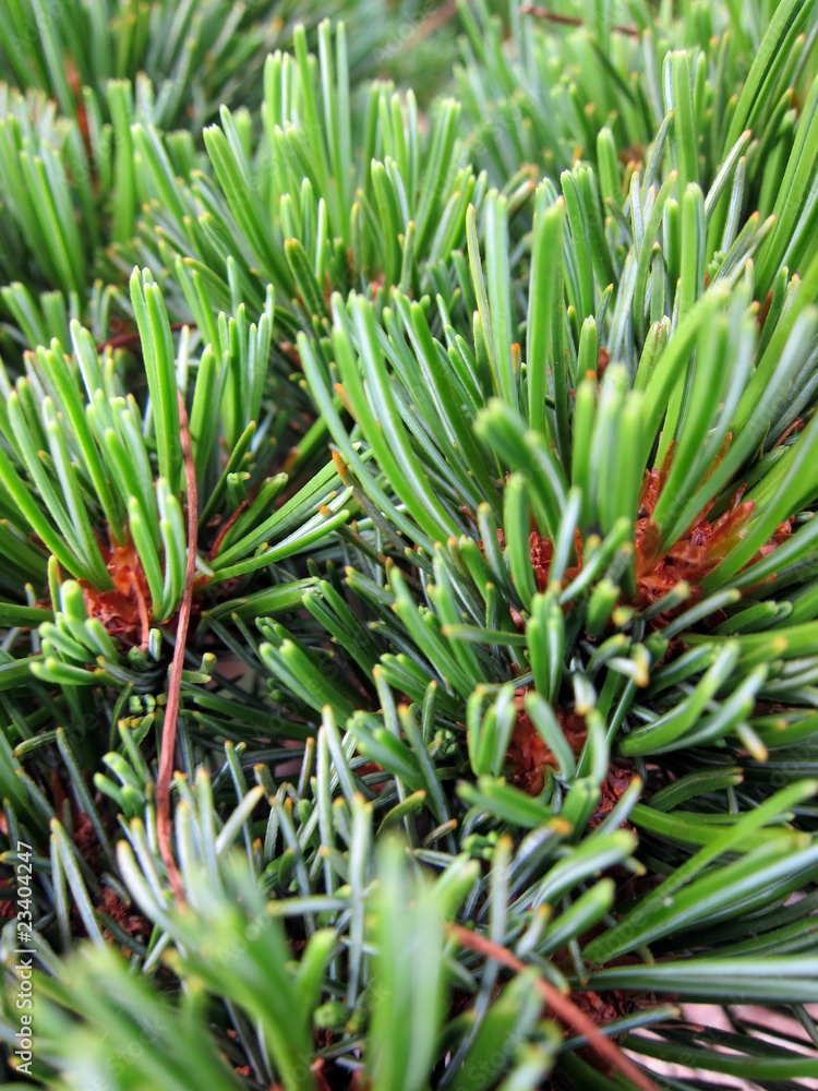 Obraz premium 20100610_松の木