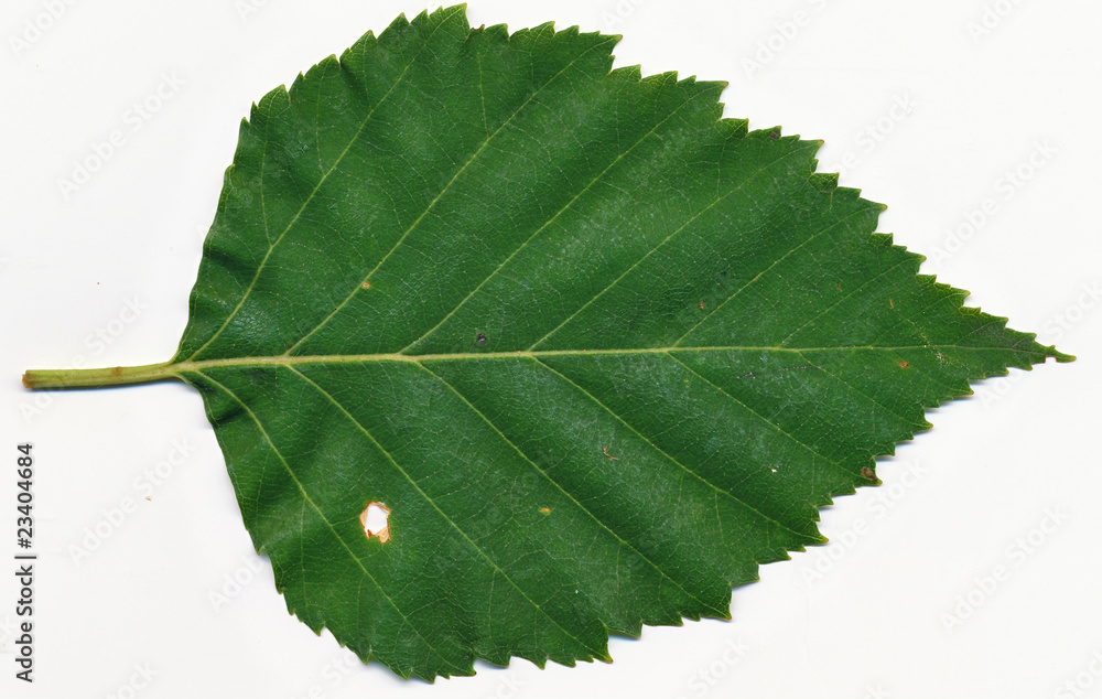 Fototapeta premium Paper Birch leaf