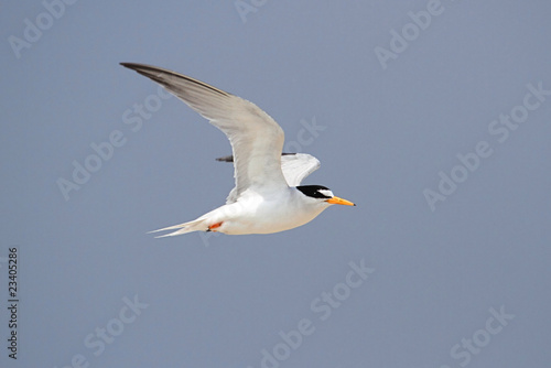 Federally Endangered Least Tern photo