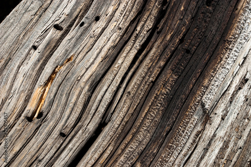 Woodgrain Texture in Old Log