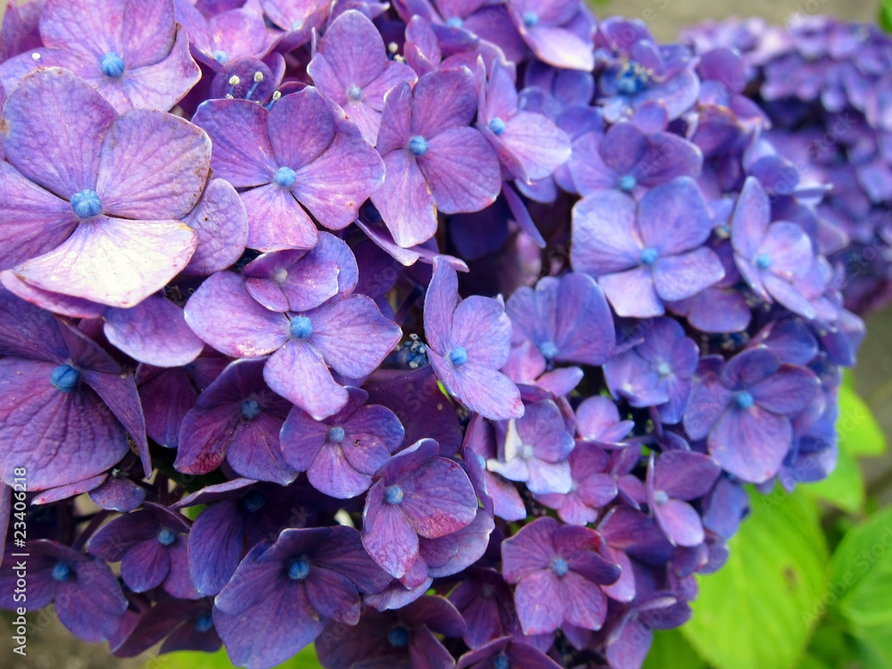 20100611_紫陽花 20100611_紫陽花