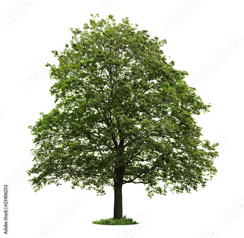 Isolated mature maple tree