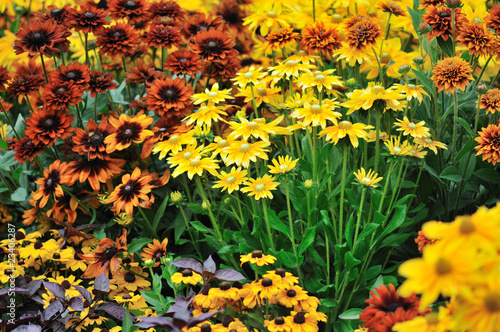 fall color, rudbeckia flowers