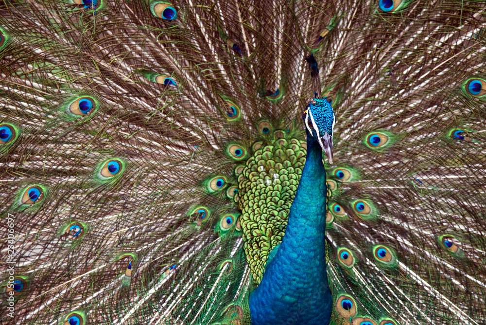 Obraz premium Peacock
