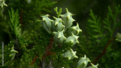 Cypress cones
