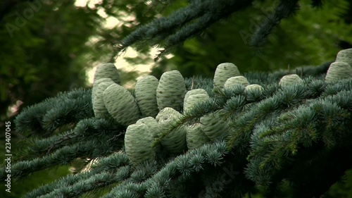 Big fir cones
