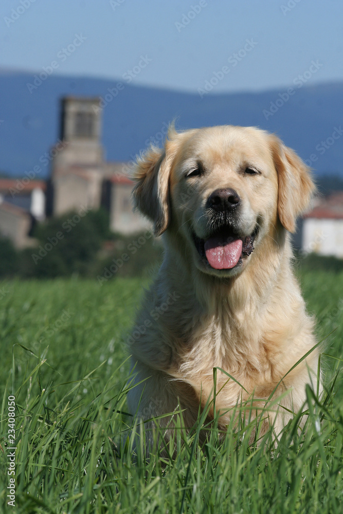 golden retriever à la campagne