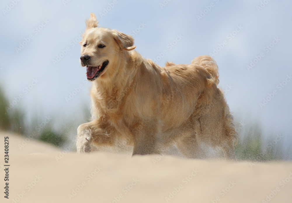 golden retriever courant sur la plage golden retriever courant sur la plage