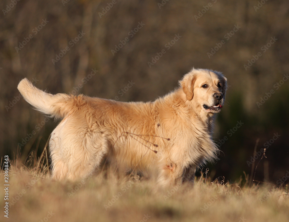 beautifil golden retriever in the field beautifil golden retriever in the field