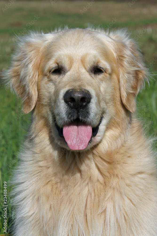 portrait de golden retriever de face