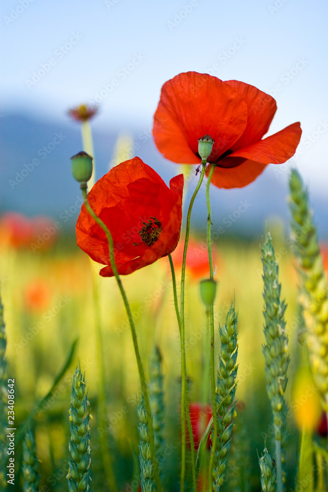 Obraz premium Mohnblumen