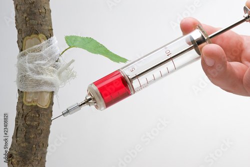 Injured tree trunk being vaccinated with syringe