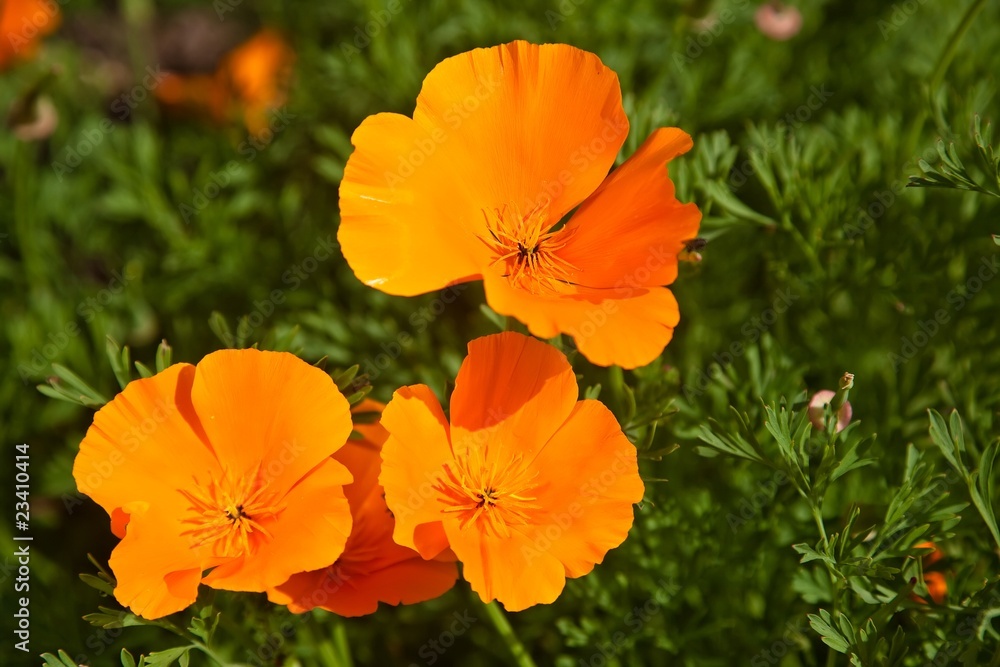 Fototapeta premium California Poppy