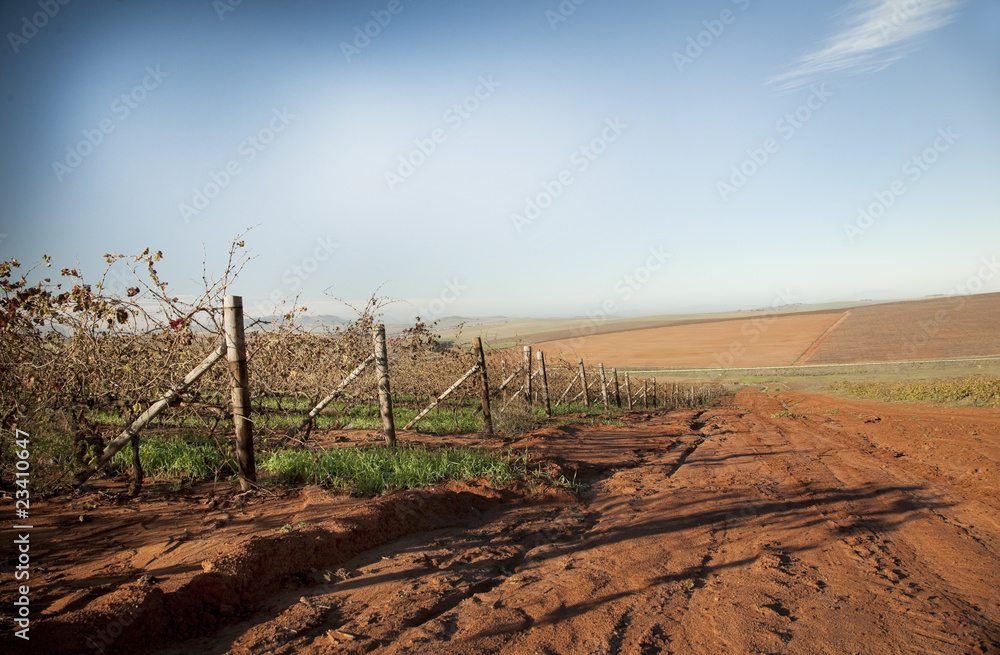 Dried autumn vineyards
