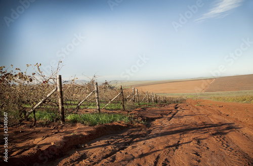 Dried autumn vineyards photo