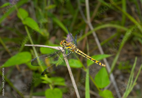 Dragonfly 33