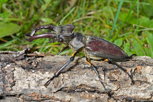 Male of Stag-beetle 17