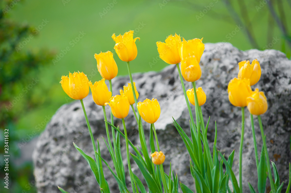 Obraz premium Blooming yellow tulips