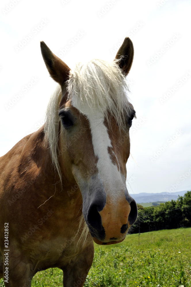 Obraz premium Pferd Einhufer Equus Equidae