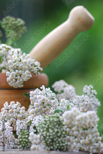 Apothekengutschein  Gemeine Scharfgarbe (Achillea millefolium)