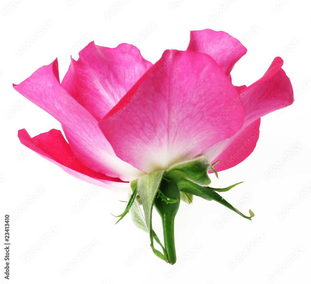 rose rose