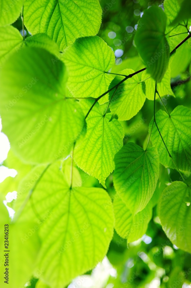 Picture of a green leaves Picture of a green leaves