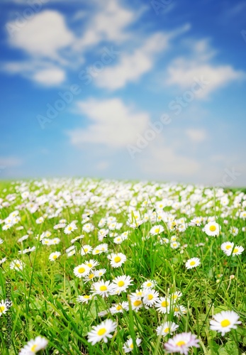 Daisy field over blue sky
