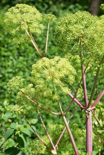 Engelwurz - Angelica