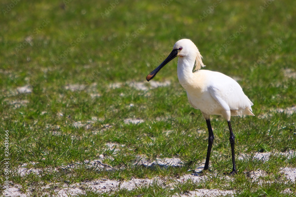 Obraz premium Large white spoonbill bird standing in grassland