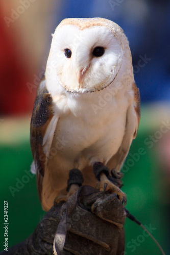 White owl at a bird show