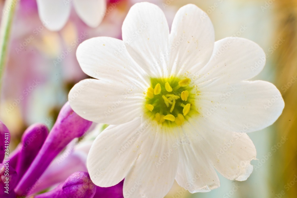 flowers flowers