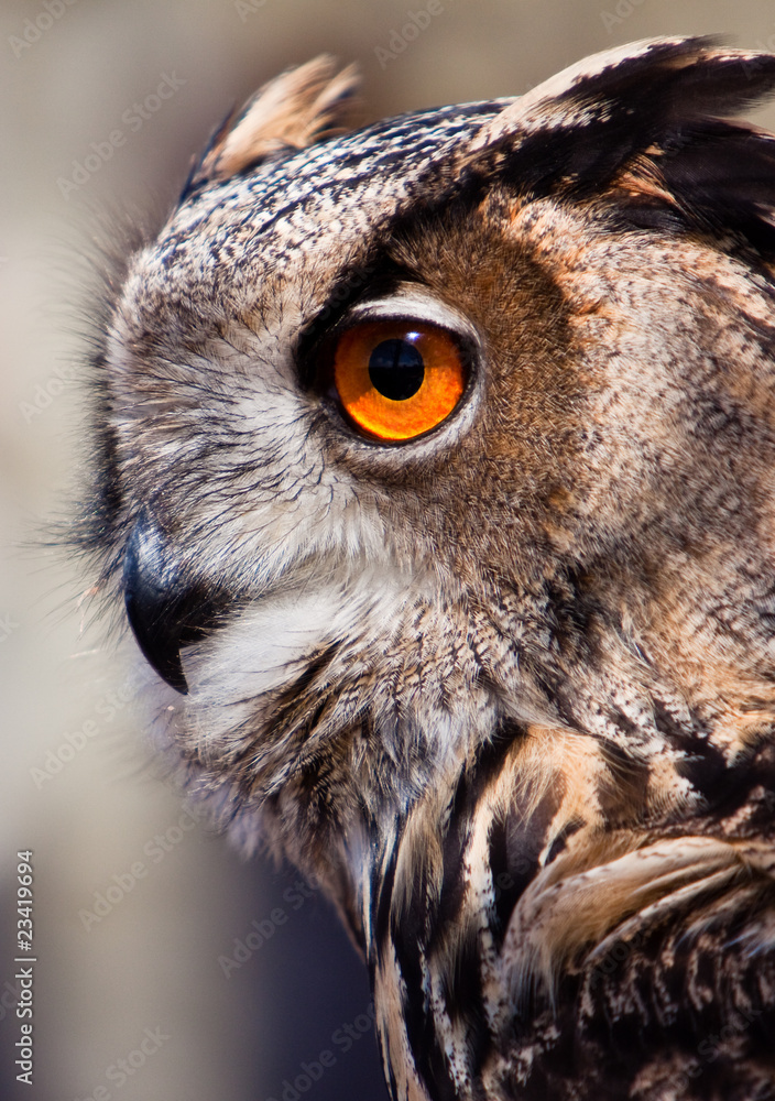 Fototapeta premium Big eagle owl in closeup