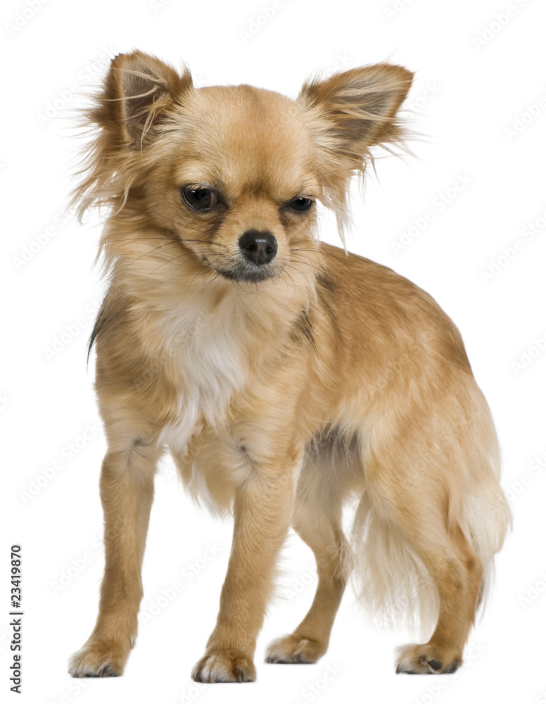 Chihuahua, 12 months old, standing in front of white background Chihuahua, 12 months old, standing in front of white background