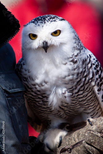 White snow owl in closeup