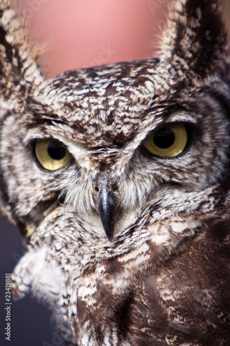 Long eared owl in closeup