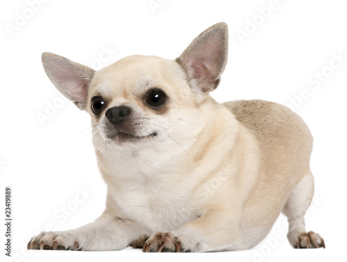 Chihuahua, 5 years old, in front of white background