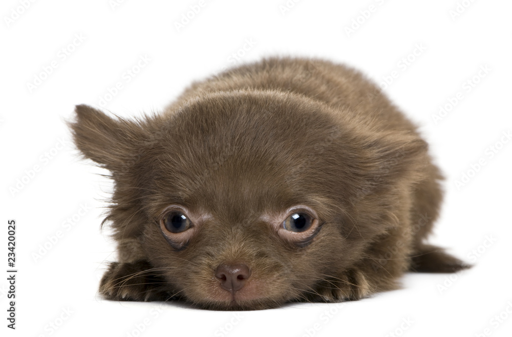 Chihuahua puppy, 5 months old, in front of white background Chihuahua puppy, 5 months old, in front of white background