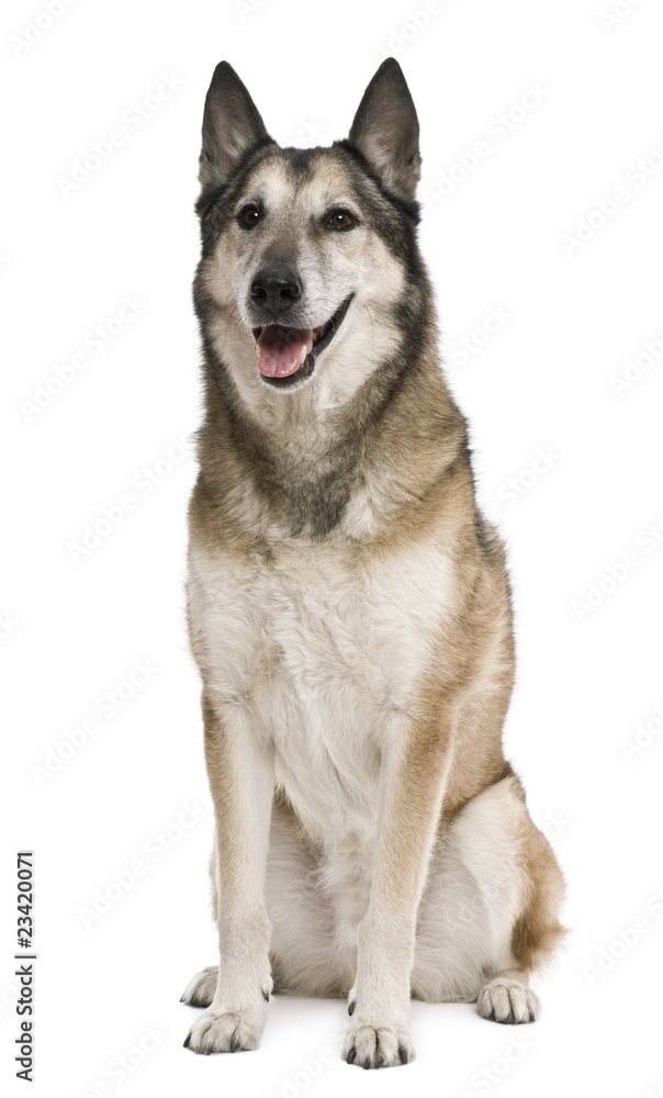 Mixed-breed, 11 years old, in front of white background Mixed-breed, 11 years old, in front of white background