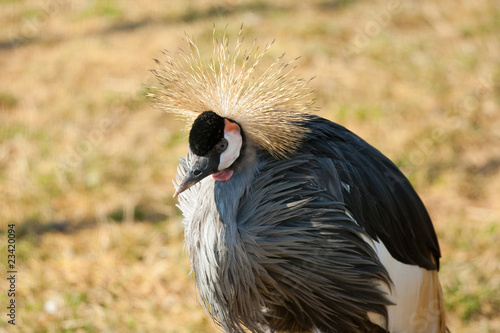 Crowned crane (Balerica pavonina )