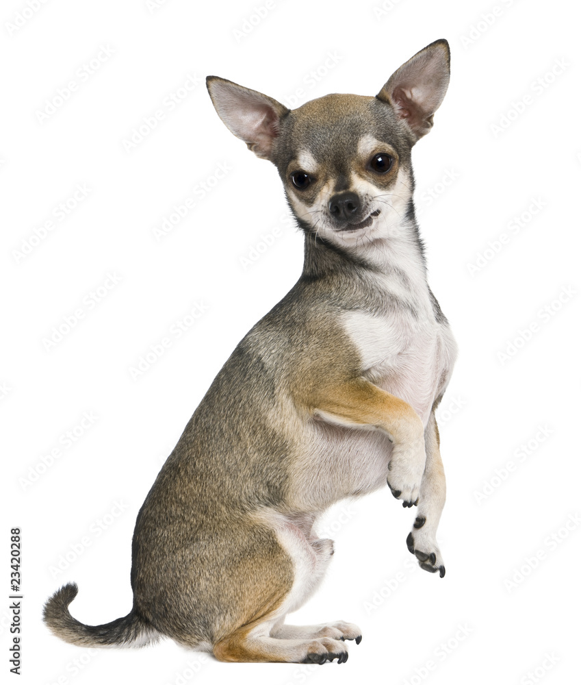 Chihuahua, 3 years old, on hind legs