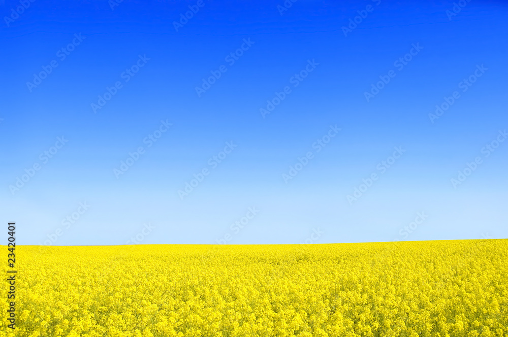 Fototapeta premium Spring landscape.