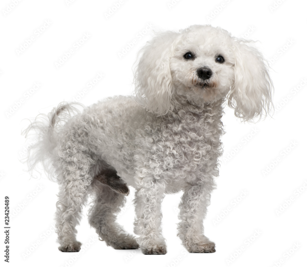 Bichon frise, 12 years old, standing in front of white backgroun Bichon frise, 12 years old, standing in front of white backgroun